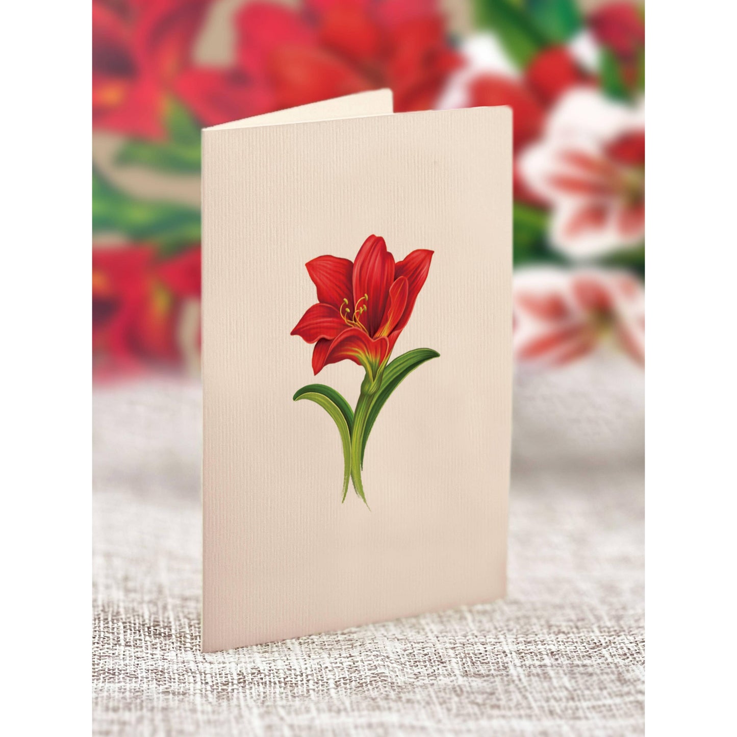Mini Scarlett Amaryllis