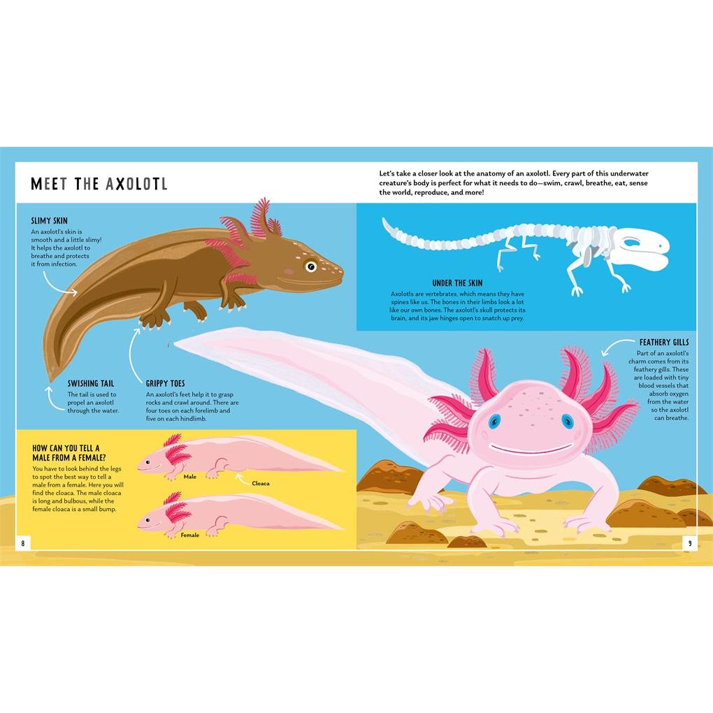 Axolotl (Young Zoologist)