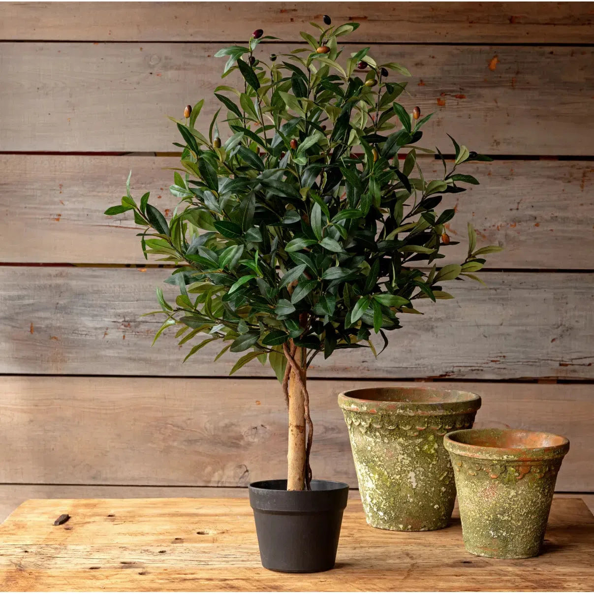 Potted Olive Topiary 35in