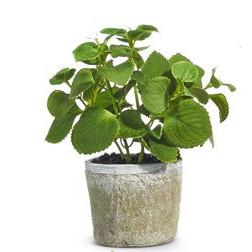8.25" Potted Herb