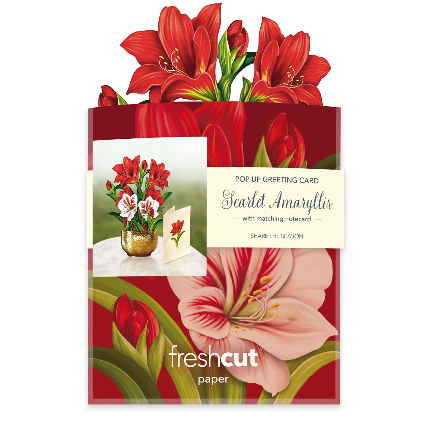 Mini Scarlett Amaryllis
