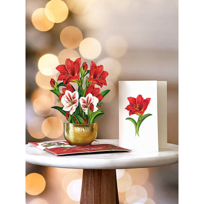 Mini Scarlett Amaryllis