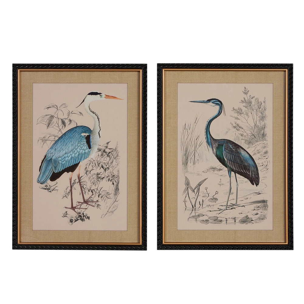 Two framed illustrations of birds on a white background