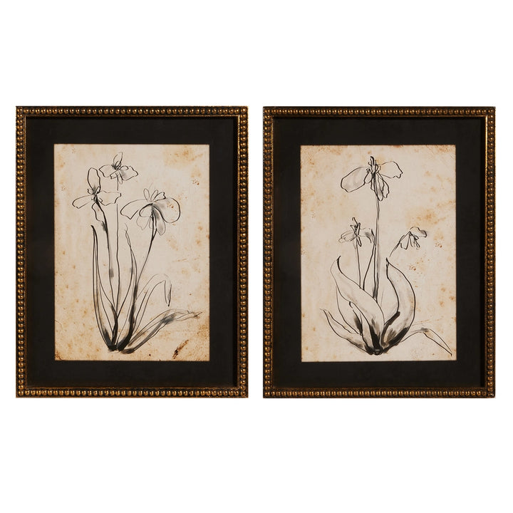 Two framed botanical illustrations on a white background