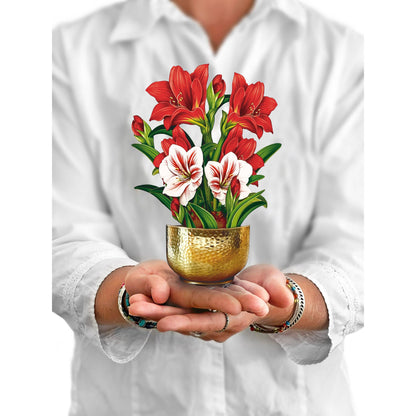 Mini Scarlett Amaryllis