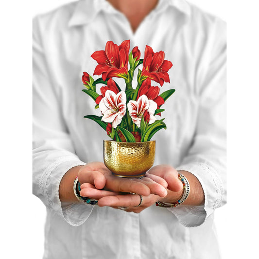 Mini Scarlett Amaryllis
