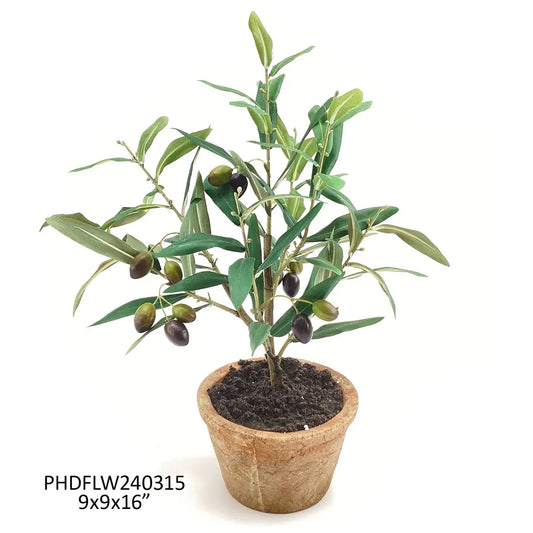 Piccolino Potted Olive Tree