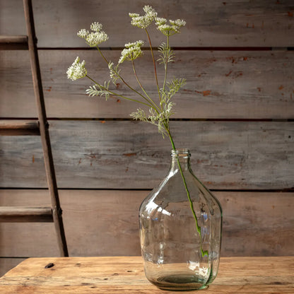 Wild Queen Annes Lace - White