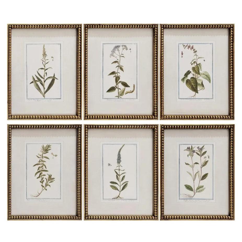 Botanique Collection Framed Prints, Set of 6