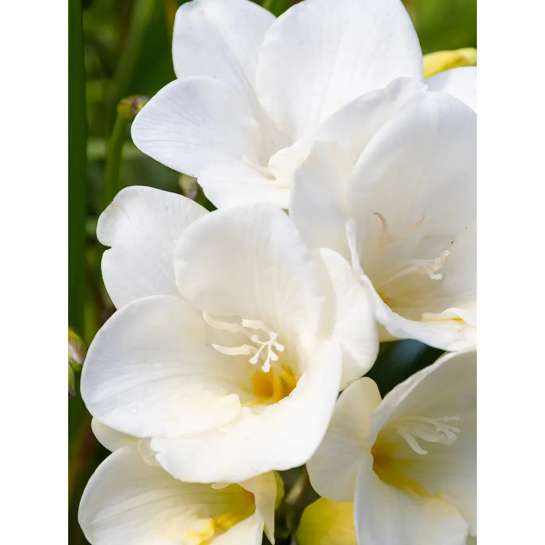 Pura Lost in Amalfi Smart Vial (Glasshouse)